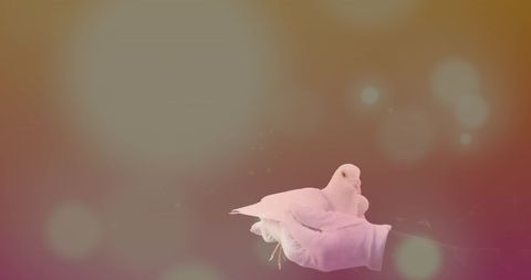 Beautiful shot of white-gloved hands gently cradling a pigeon amidst colorful bokeh lights and gradients, evoking themes of peace, tranquility, and celebration. Ideal for use in articles or campaigns focused on wildlife, peace initiatives, and harmonious celebrations.