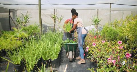 Horticulture Professionals Arranging Plants in a Lush Greenhouse