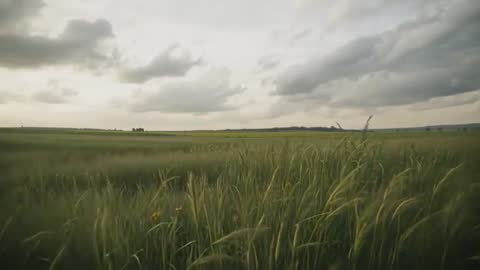 Showing swaying tall grasses and wildflowers across open field, camera nudging forward on gentle breeze while overcast clouds drifting across wide sky. Soft muted greens and warm yellow highlights creating moody cinematic palette, delivering immersive foreground motion with distant horizon line grounding composition. Ideal for background footage in website hero sections, documentary sequences, travel promos, agricultural storytelling, weather reports, and meditation or wellness videos. Pairing with ambient acoustic or minimal piano tracks for tranquil mood. Using as B-roll for corporate sustainability content, seasonal campaigns, TV title sequences, or social media reels, with loop-friendly trimming for seamless background playback. Suggesting color grading toward cool tones for stormy feel or slightly warm tones for nostalgic mood, and adding subtle parallax or slow zoom for cinematic depth.