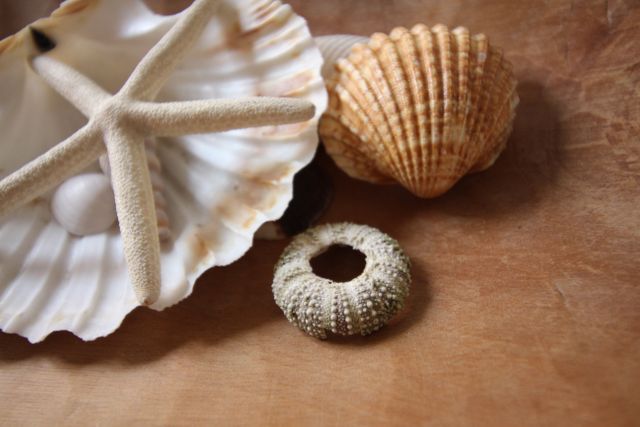 Assorted seashells and starfish arranged on wooden surface. Ideal for use in summer-themed designs, marine biology projects, tourism ads for beach vacations, and educational materials about marine life.