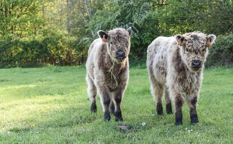 Two fluffy galloway calves grazing and standing on green pasture with woodland backdrop