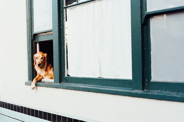 Golden Retriever looking out an open window of a house with green window frames, giving a curious and relaxed vibe. Suitable for pet-related advertisements, websites showcasing animal behavior, or blogs about home life with pets.
