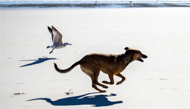 Brown dog chasing seagull on sunlit beach casting sharp shadows, energetic coastal action