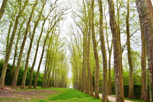 View of a serene tree alley in a park during springtime. Lush green foliage on tall trees framing a clear pathway. Can be used in travel brochures, nature blogs, wellness promotions, and scenic wallpapers.