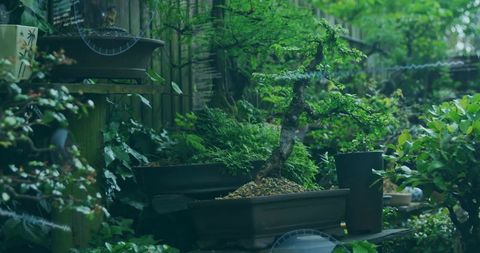 Beautiful bonsai garden shelf with vibrant green foliage