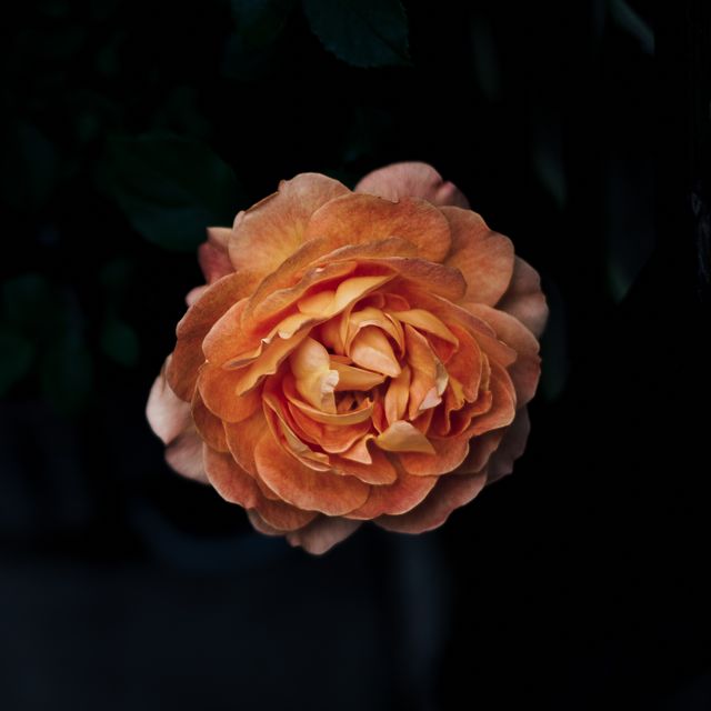 Close-up of a vibrant orange rose blooming against a dark background, highlighting the intricate petals and rich colors. Ideal for use in floral design projects, romantic greeting cards, gardening blogs, and nature-themed websites. Great for emphasizing beauty and elegance in various creative works.
