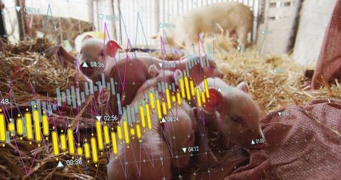 Piglet litter on straw with financial charts overlay for agri-tech analytics and farm data