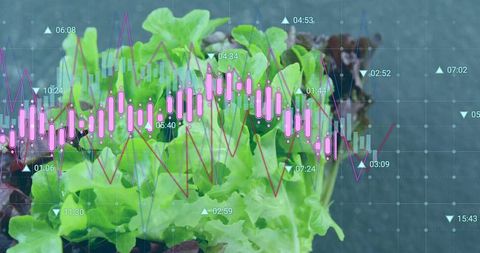 Lettuce and Financial Analytics Overlaid with Digital Graphs