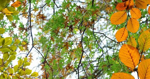 Autumn Foliage with Vibrant Leaves Against Tree Canopy - Download Free Stock Images Pikwizard.com