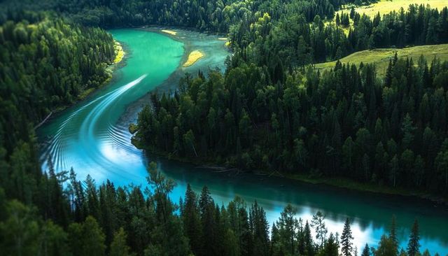 Snaking turquoise river carving through conifer forest aerial view revealing wake ripples