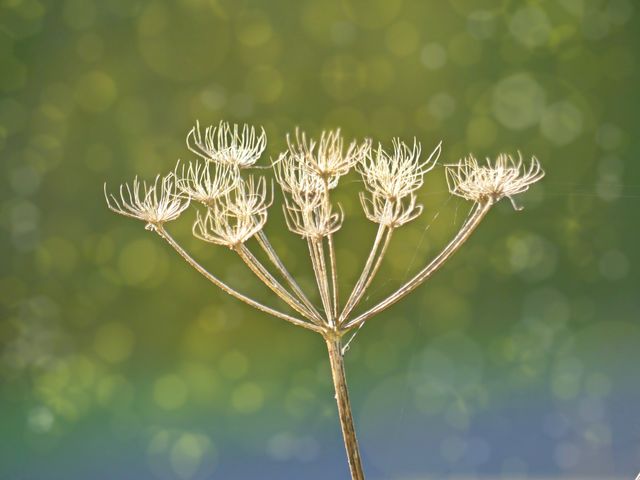 Closeup of a dry wildflower umbel with a blurred green bokeh background. Ideal for nature-themed designs, botanical studies, or backgrounds in creative projects highlighting the beauty of dry plants and delicate details.
