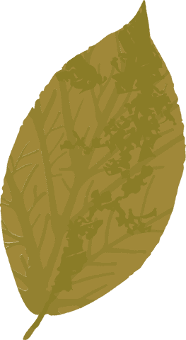 Golden Leaf Illustration with Transparent Background - Download Free Stock Videos Pikwizard.com