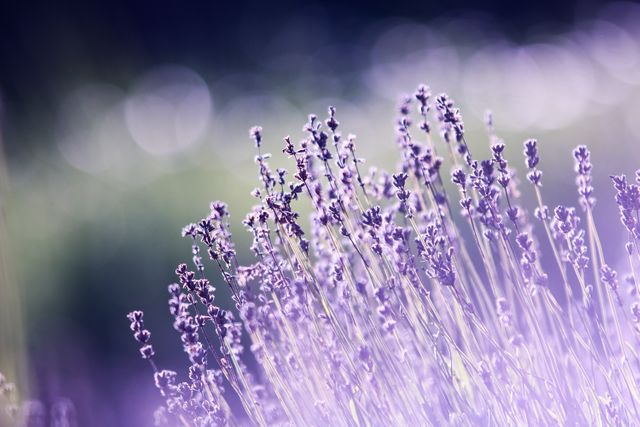 Lavender flowers in a field bathed in gentle sunset light, perfect for nature-themed backgrounds, botanical projects, wellness blogs, or calming imagery in relaxation apps. Ideal for illustrating articles on aromatherapy, gardening, or floral aesthetics.