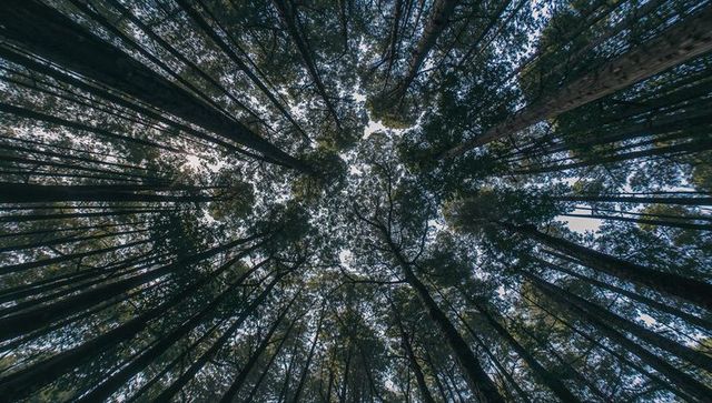 Radiating pine trunks converging toward central canopy opening with dappled sunlight