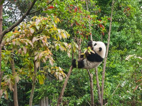 Giant panda eating bamboo in lush green forest