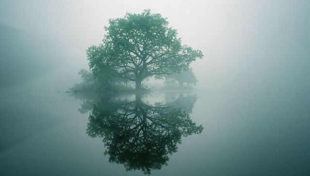 Solitary Tree Reflecting in Misty Lake Embrace