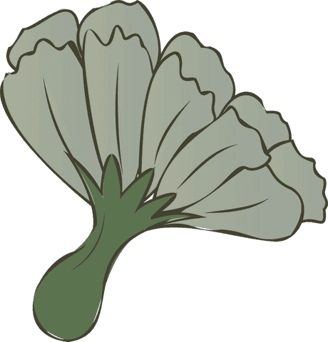 Pale green oyster mushrooms on transparent background