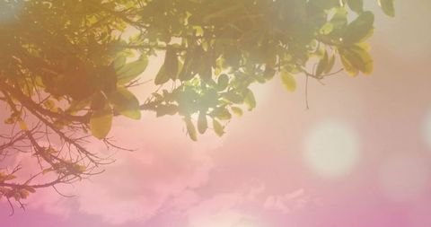 Sunlit tree canopy with glossy oval leaves, pastel bokeh sky and warm lens flare