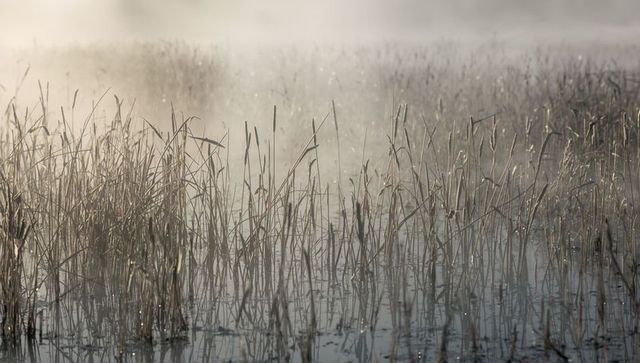 Backlit reed stems reflecting in misty wetland, dew droplets shimmering across marsh