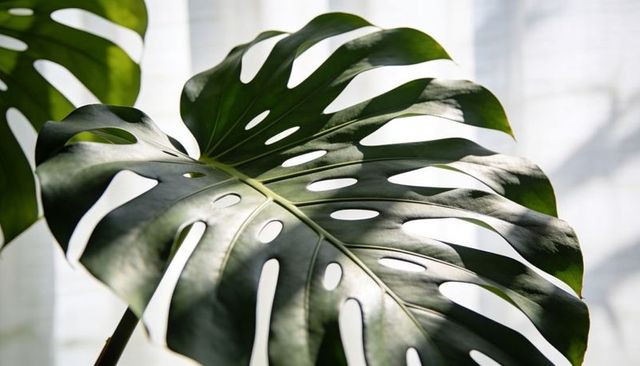Glossy monstera deliciosa leaf showing fenestrations in soft window light, botanical decor
