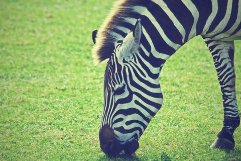 Zebra Grazing Peacefully on Sunlit Grassland