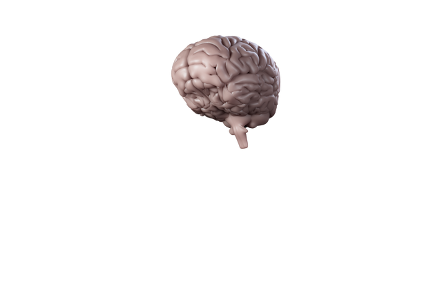 Transparent Background Illustration of Grey Human Brain - Download Free Stock Videos Pikwizard.com