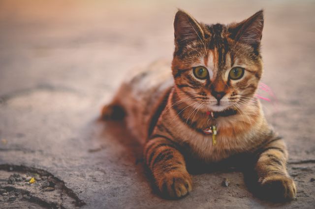 Adorable tabby cat is relaxing on pavement, showcasing its fluffy fur and bright green eyes. Ideal for content related to pets, animal care, cat lovers, or domestic animal themes. Perfect for blog posts, pet product advertisements, or social media shares.