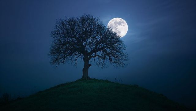 Solitary Tree on Hill with Full Moon in Starry Night Sky