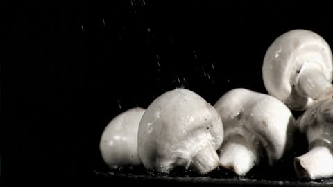 Fresh White Mushrooms Receiving Water in Slow Motion