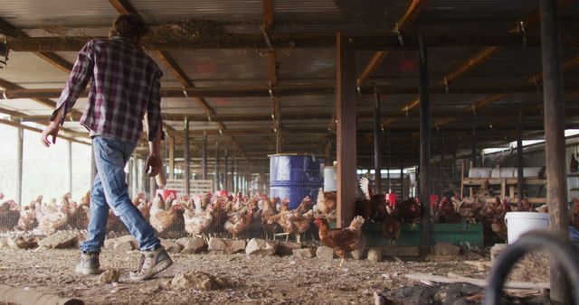 Farmer Feeding Chickens in Poultry Farm Barn with Content Walk - Download Free Stock Images Pikwizard.com