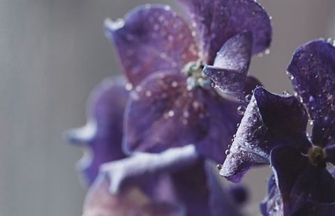 Purple hydrangea petals sparkling with dew drops macro close-up for floral backgrounds