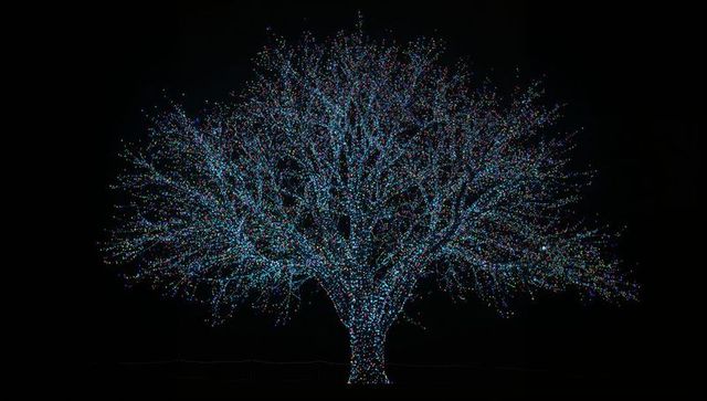Multicolored LED Tree Lighting Display at Night with Luminous Branches and Rope Barrier