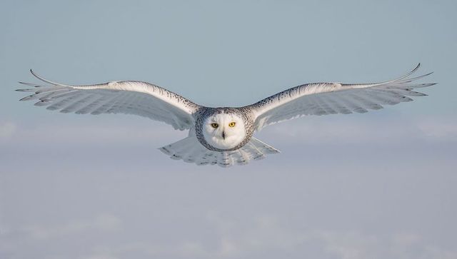 Soaring snowy owl gliding, outstretched wings and piercing yellow eyes over pale winter sky