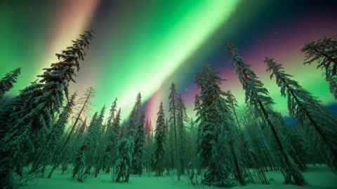 Northern Lights Dazzling Over Snowy Pines in Winter Wonder
