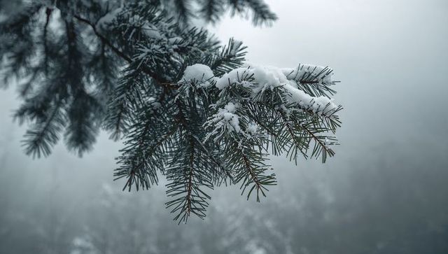 Evergreen branch bending under snow and holding frost crystals in misty winter forest