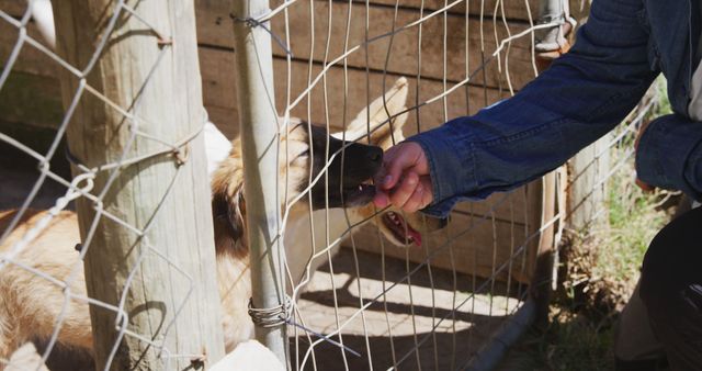 A person wearing a denim jacket feeding a dog through a wire cage. The dog appears happy and excited to receive the food. Useful for topics on animal shelters, rescue dogs, promoting volunteering at shelters, and general dog care.