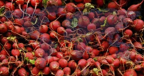 Vibrant Fresh Radishes Abundant at Farmers Market Stall