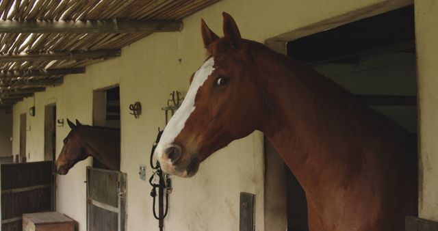 Beautiful horse standing and looking out door in stable. Sport, equestrian sports and horse riding, unaltered.