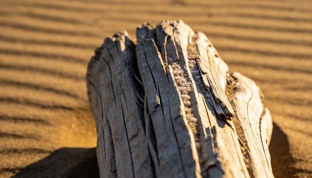 Weathered driftwood resting on golden ripples with sand-filled cracks at sunrise