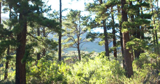 Perfect for promoting eco-tourism, use in travel blogs, nature magazines, or backgrounds in nature documentaries. The serene pine forest bathed in sunlight showcases natural beauty, ideal for projects emphasizing tranquility and connection with nature.