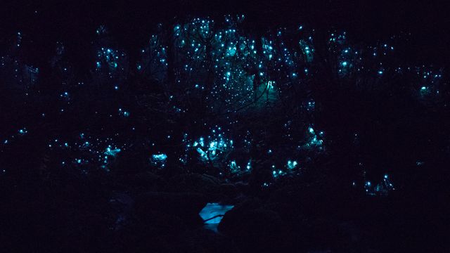 The image captures a dark forest with countless bioluminescent lights resembling stars. This could be used for themes related to nature, ecology, serenity, or magic. It can enhance designs for websites, posters, and articles focusing on environmental beauty, magical scenes, or nighttime ambiance.