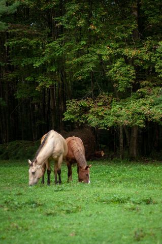 Two Horses Grazing in Lush Green Meadow by Forest Edge with Autumn Foliage