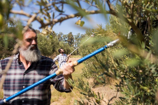 Man using olive picking tool while harvesting in farm