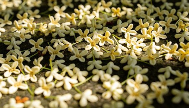 Cream four-petaled flowers scattering across stone path in dappled sunlight