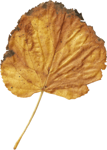autumn leaf isolated on transparent background for nature design - Download Free Stock Videos Pikwizard.com