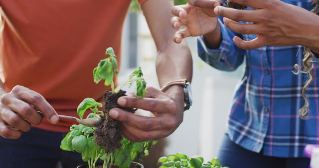 Two people work together planting herbs in a garden, hands focusing on soil and plants. Depicts teamwork, fresh produce, and sustainable living lifestyles. Ideal for promoting community gardening, eco-friendly practices, or sustainability projects.