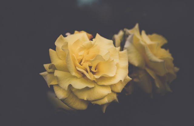 Close-up photo of yellow roses against a dark background enhancing their delicate beauty. Suitable for floral wallpapers, romantic greeting cards, garden-themed designs, and nature-inspired artwork.