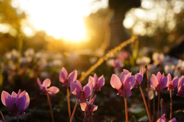Purple Wildflowers Blooming in Golden Morning Light - Download Free Stock Photos Pikwizard.com