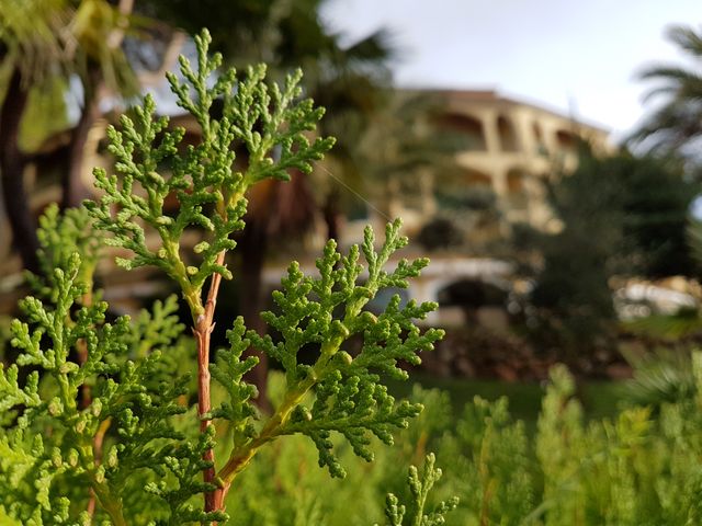 This photograph captures a close-up of lush green foliage with a blurred building in the background, emphasizing the natural detail of the plant. It is perfect for use in nature-related content, backgrounds, or as a metaphor for growth and thriving in presentations and articles. The bright, vibrant colors make it suitable for environmental, garden, and landscape themes.