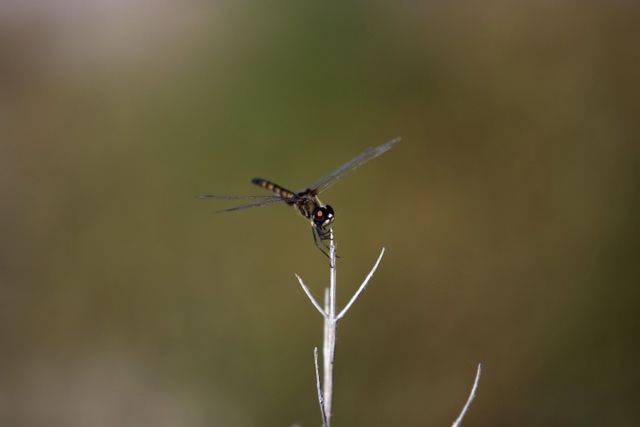 Image shows a dragonfly perching delicately on the tip of a dry twig at Kennedy Space Center, Florida. The background offers a natural, blurred contrast enhancing the focus on the dragonfly. Suitable for themes on wildlife, nature, tranquility, or NASA's Kennedy Space Center blending with nature. Ideal for use in environmental science materials, educational content, or creative projects highlighting biodiversity.